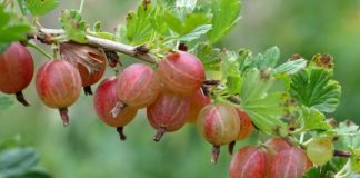 Research: Plant lineage points to different evolutionary playbook for temperate species —