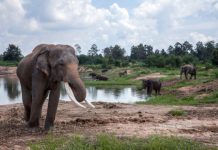 Research: Study says pachyderm puddles are amphibian condos —