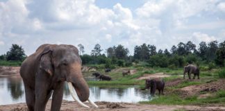 Research: Study says pachyderm puddles are amphibian condos —