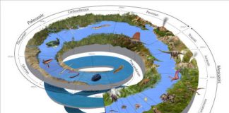 Research: Rare fossils provide more detailed picture of biodiversity during Middle Ordovician —