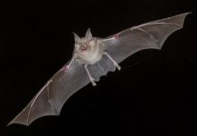 Research: Ear-generated Doppler shifts in bat biosonar —