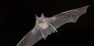 Research: Ear-generated Doppler shifts in bat biosonar —