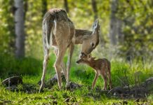 Research: Fever may be less effective at repelling infections in cold-blooded creatures —