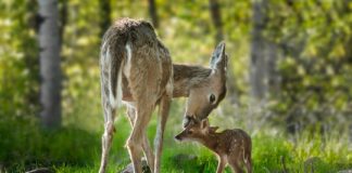 Research: Fever may be less effective at repelling infections in cold-blooded creatures —