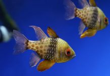 Research: Cardinalfish caught sneaking a bit on the side —