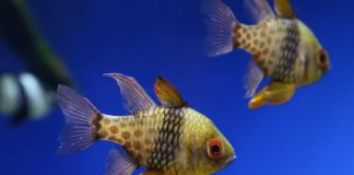 Research: Cardinalfish caught sneaking a bit on the side —