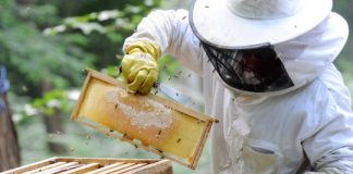 Research: Honey bee colonies down by 16 percent —