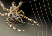 Research: Huge spider glue genes proved exceptionally challenging to sequence, could lead to organic pest control and more —