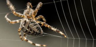 Research: Huge spider glue genes proved exceptionally challenging to sequence, could lead to organic pest control and more —
