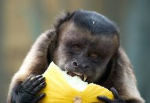 Offbeat: Human impact on the activities and social behaviour of urban capuchin monkeys —