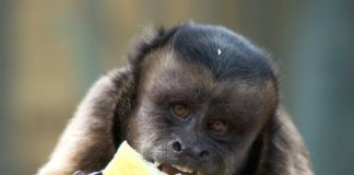 Offbeat: Human impact on the activities and social behaviour of urban capuchin monkeys —