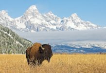 Offbeat: Adequately resourced protected areas currently safeguard just 4-9 percent of terrestrial amphibians, birds, and mammals —