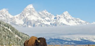 Offbeat: Adequately resourced protected areas currently safeguard just 4-9 percent of terrestrial amphibians, birds, and mammals —