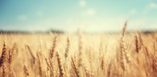 Research: Finding hints at unexpected diversity of cereal products for possible ritual purposes —