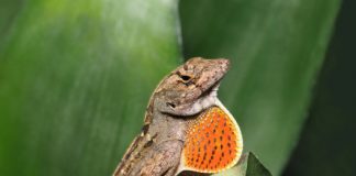 Research: To see how invading predators change an ecosystem, watch the prey, say researchers —