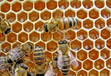 Research: Bees can link symbols to numbers, study finds —