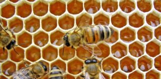 Research: Bees can link symbols to numbers, study finds —