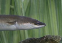 Research: Mystery of shrinking population may be linked to eels devouring their own skeletons —
