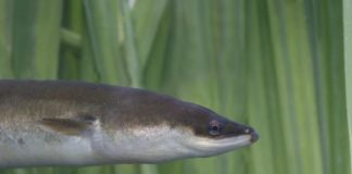 Research: Mystery of shrinking population may be linked to eels devouring their own skeletons —
