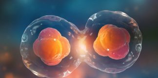 Research: Researchers investigate how cell division cycles are regulated —
