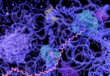 Research: Translation of genes more complex than expected —