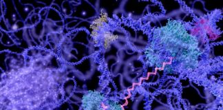 Research: Translation of genes more complex than expected —