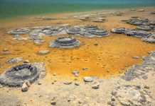 Research: How flow shapes bacterial biofilms —