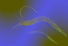 Research: Scientists found that learned behaviors in C. elegans can be conveyed through the germline for multiple generations —