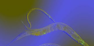 Research: Scientists found that learned behaviors in C. elegans can be conveyed through the germline for multiple generations —