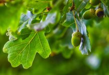 Research: Argentine fossils take oak and beech family history far into Southern Hemisphere —