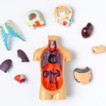 Study: Scientists discover cellular structures with extreme longevity, leading to insights for age-associated diseases — (Details)