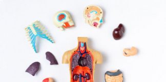 Study: Scientists discover cellular structures with extreme longevity, leading to insights for age-associated diseases — (Details)