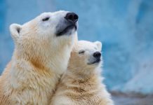 Tech: A polar-bear-inspired material for heat insulation — (Report)
