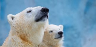 Tech: A polar-bear-inspired material for heat insulation — (Report)