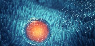 Research: Is sex primarily a strategy against transmissible cancer? —