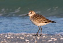 Research: New research examines development of personality in birds —