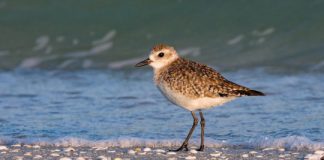 Research: New research examines development of personality in birds —