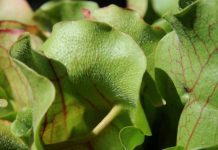 Research: Bug-eating pitcher plants found to consume young salamanders, too —