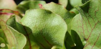 Research: Bug-eating pitcher plants found to consume young salamanders, too —