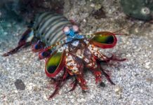 Research: How it’s inspiring a new class of lightweight, impact-resistant materials —