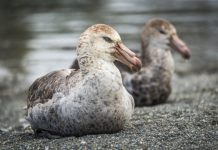 Research: Climate change benefits for giant petrels —