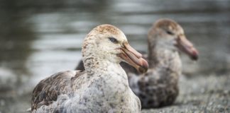 Research: Climate change benefits for giant petrels —