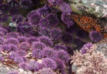 Research: For ocean species to survive climate change, large populations needed —