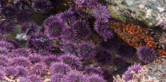 Research: For ocean species to survive climate change, large populations needed —