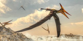 Research: Discovery shows extinct flying reptile had the remarkable ability to fly from birth —