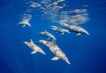 Research: Dolphins form friendships through shared interests just like us, study finds —