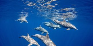 Research: Dolphins form friendships through shared interests just like us, study finds —