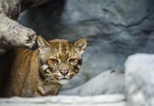 Research: Six different ‘color morphs’ of the Asiatic golden cat discovered in India’s Arunachal Pradesh —