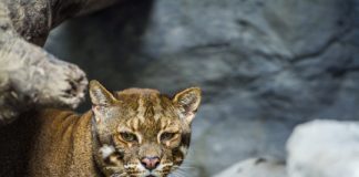 Research: Six different ‘color morphs’ of the Asiatic golden cat discovered in India’s Arunachal Pradesh —