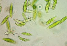 Research: Evolutionary discovery to rewrite textbooks —